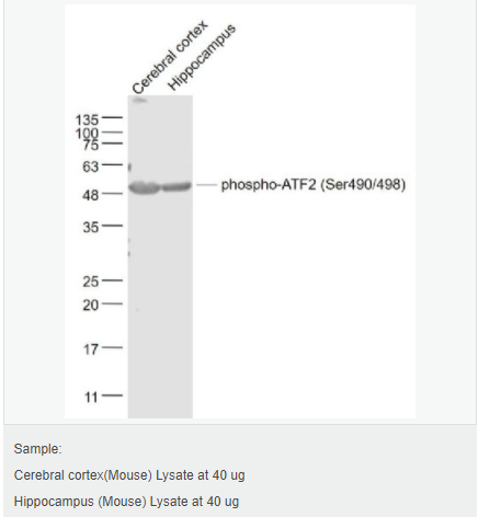 6052b68d52b80.png image.png