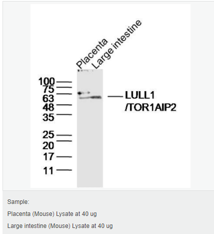 606bc446e6e47.png image.png