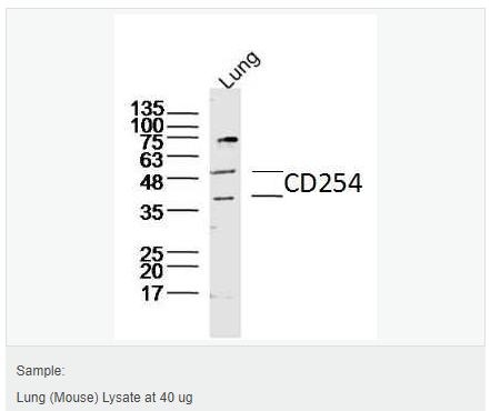 60764acde4f79.png image.png