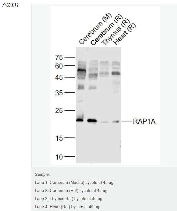 607d1778361a5.png image.png